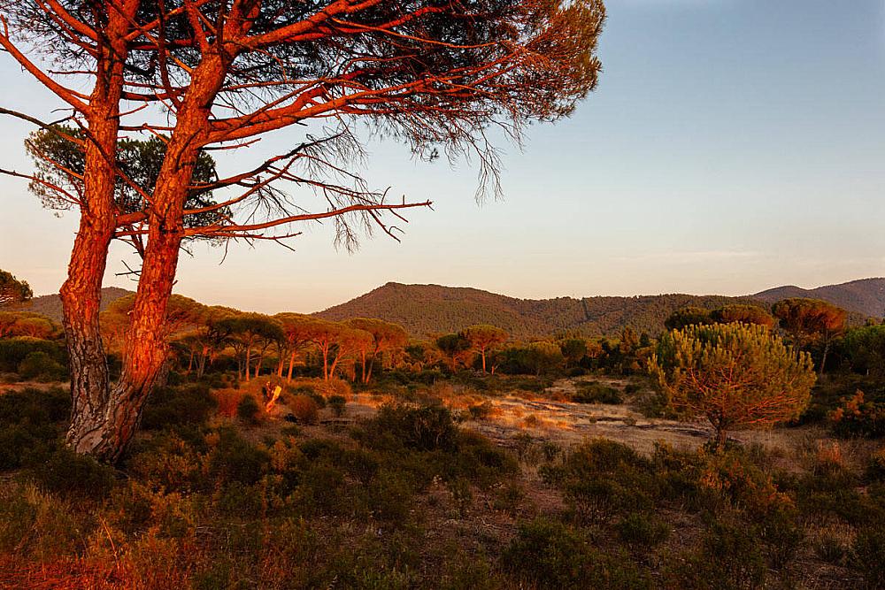 Domaine de la Calade Domaine de la Calade