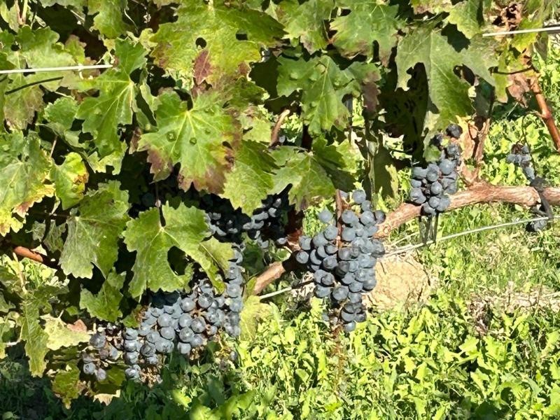 New-Build Finca with Vineyard & Guest House , Central 