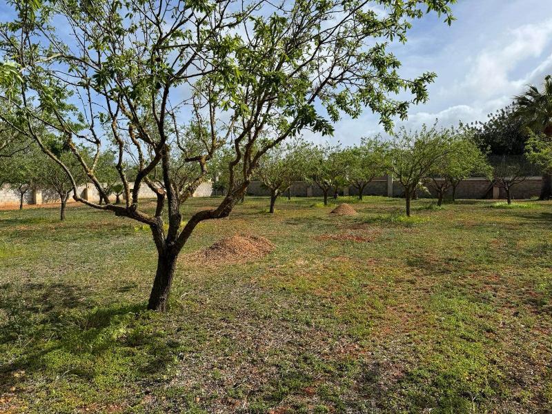 Country house for sale in Santa Gertrudis - , 