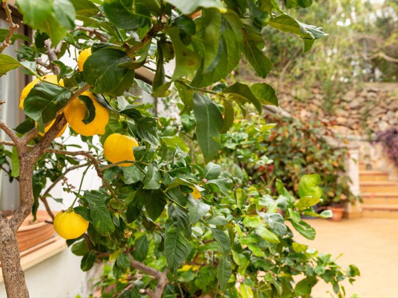 Charming 1950's Villa for sale in Portals Nous - Mallorca , Illes Balears , Portals 