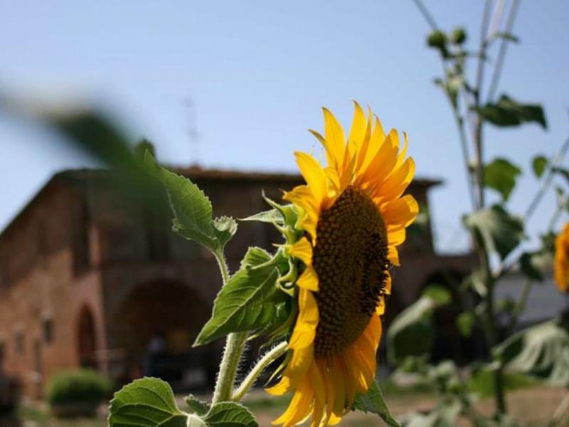 Wineries for sale for sale in Siena - Montepulciano , 