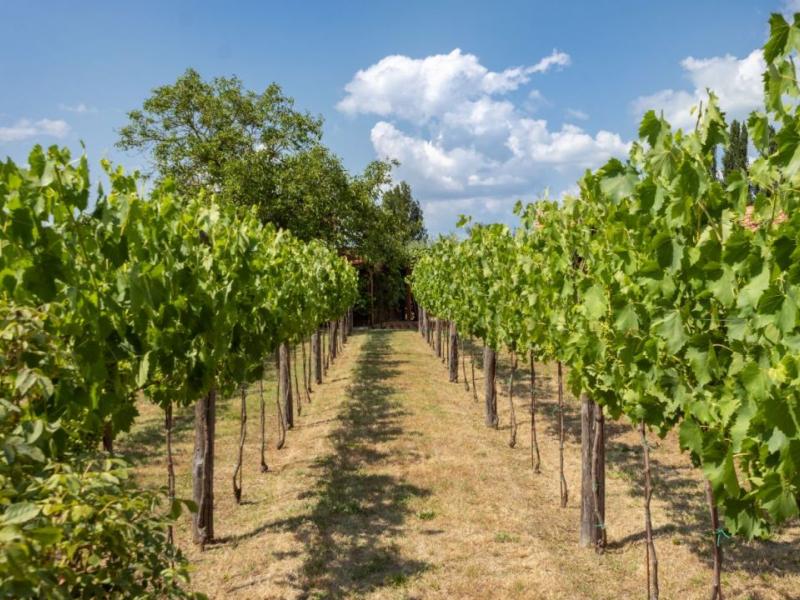 Wineries for sale for sale in Siena - Montepulciano , 