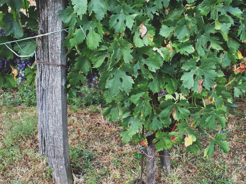Wineries for sale for sale in Siena - Montepulciano , 