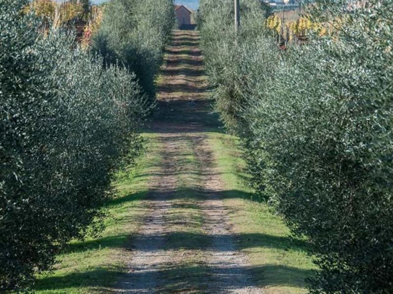 Wineries for sale for sale in Siena - Montepulciano , 
