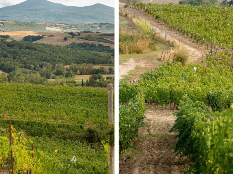 Prestigious Tuscan Estate for Sale Near Montalcino, Italy , Tuscany 
