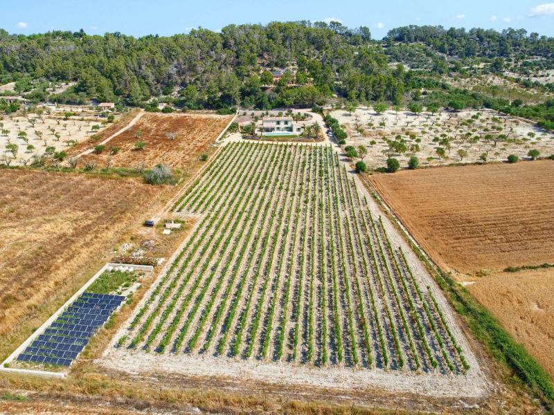 New-Build Finca with Vineyard & Guest House , Central 