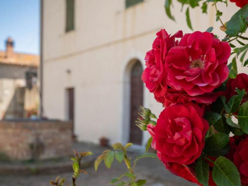 Farm for sale for sale in Grosseto - Grosseto , 