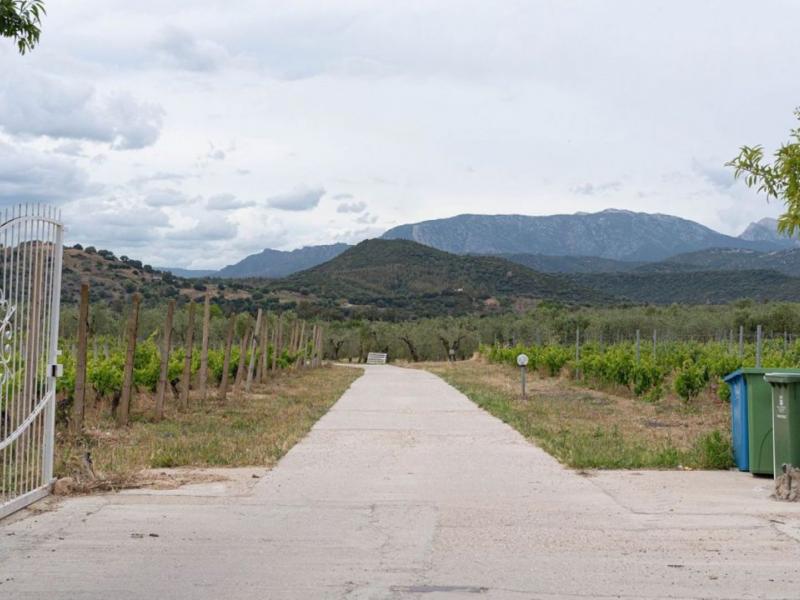 Charming Sardinian farmhouse with pool, vineyard, and olive grove , Sardinia 