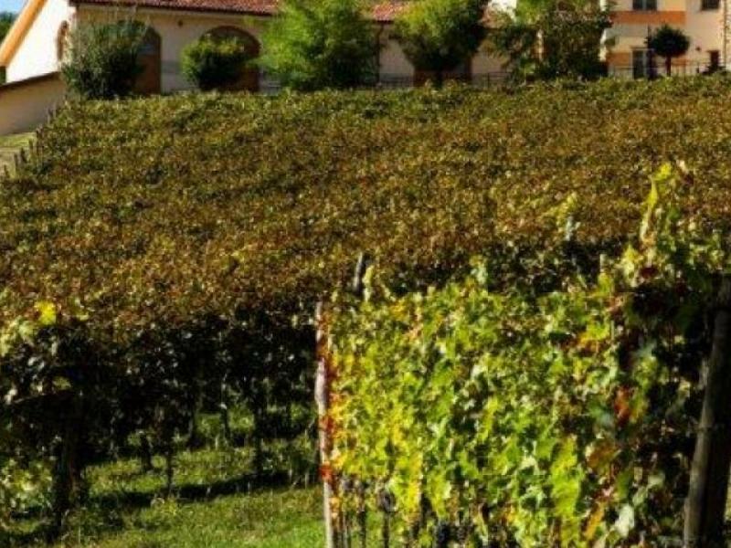 Wineries for sale for sale in Alessandria - Cremolino , 