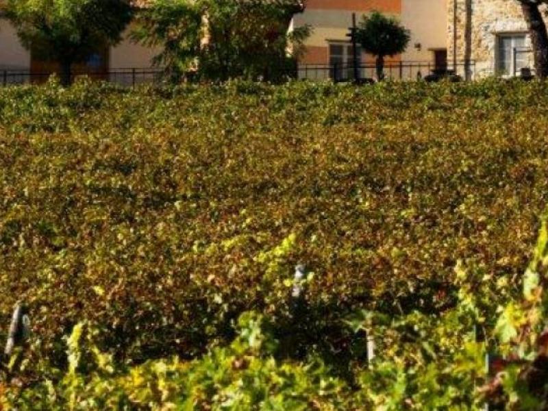 Wineries for sale for sale in Alessandria - Cremolino , 