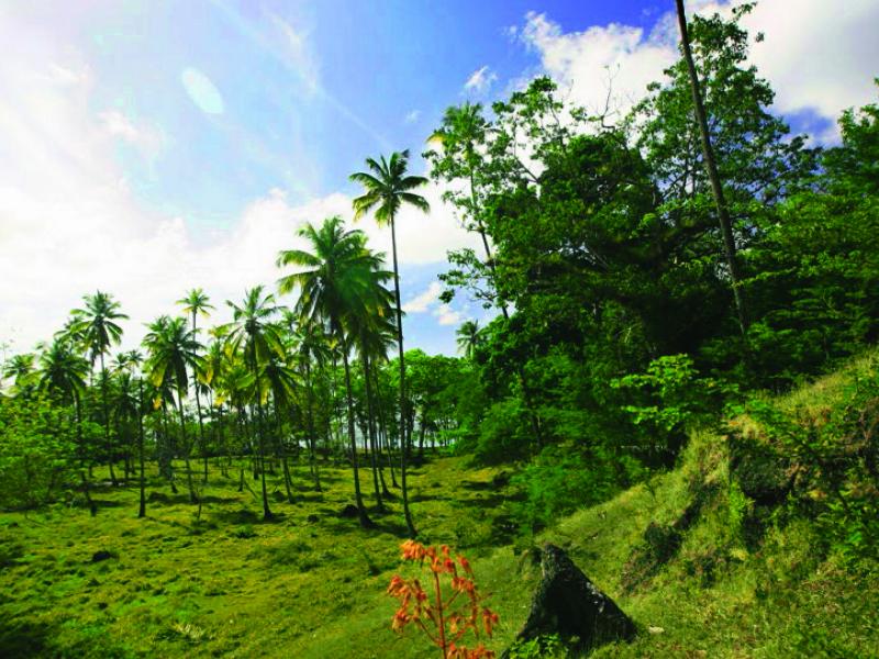 Anse Mahaut Estate , Soufriere 