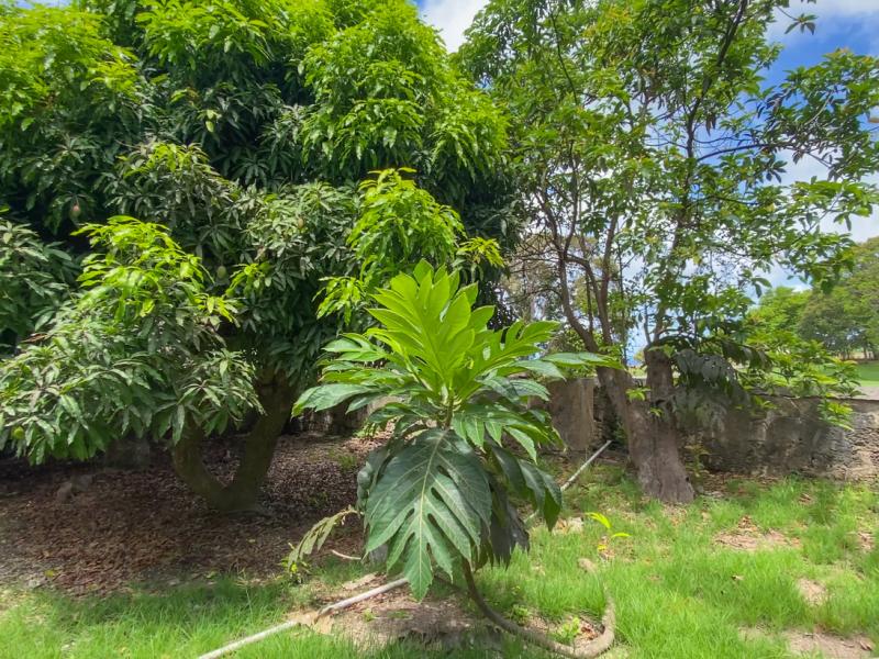 Apes Hill Plantation , Apes Hill , St James , West Coast 