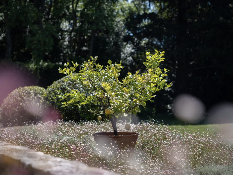 Villa Irene , Cote D'Azur 