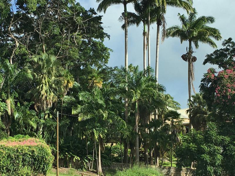 Apes Hill Plantation , Apes Hill , St James , West Coast 