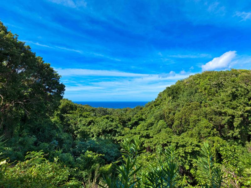 In the Trees - Sion Hill , St James , West Coast 