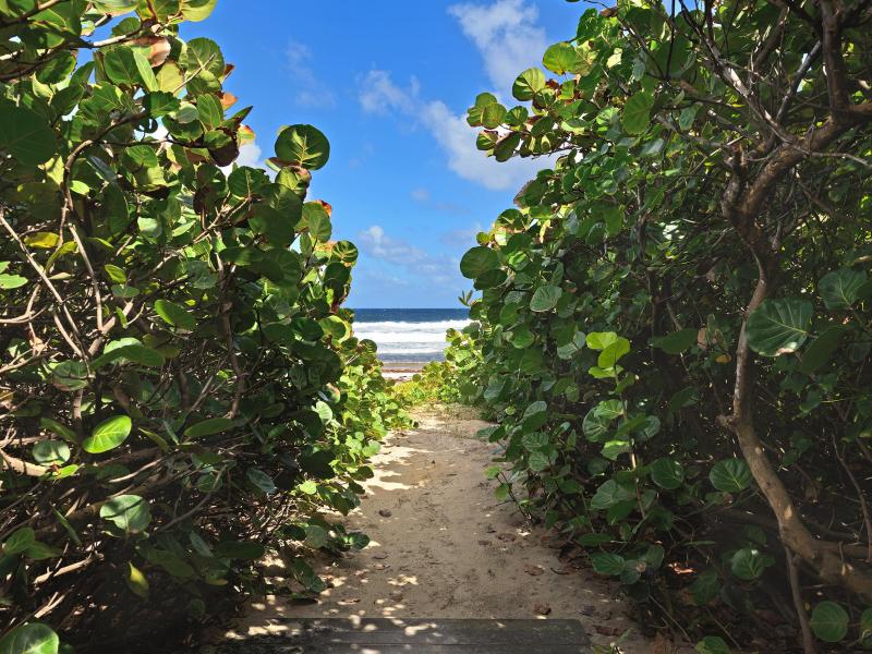 Seagrape , Beach Front , St Joseph 