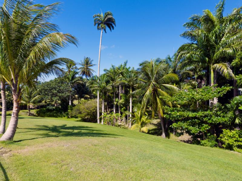 Strong Hope Plantation , St Thomas 