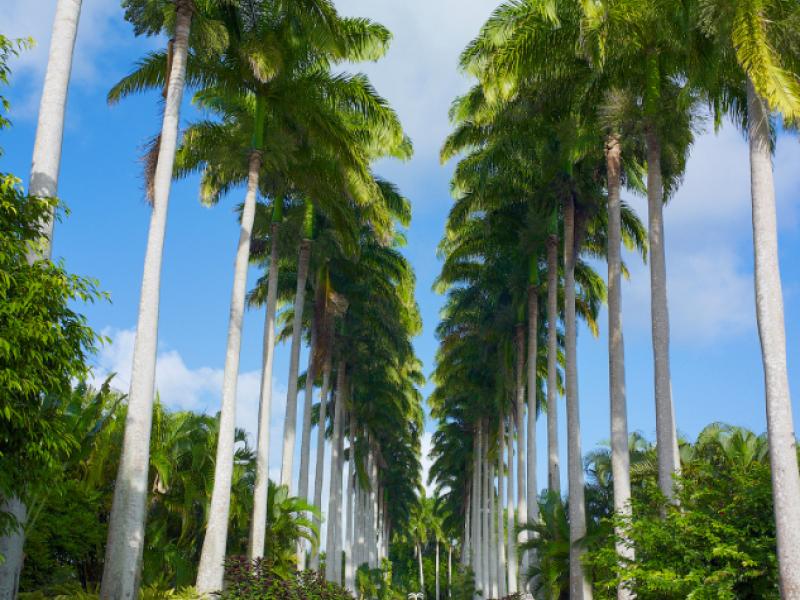 Strong Hope Plantation , St Thomas 